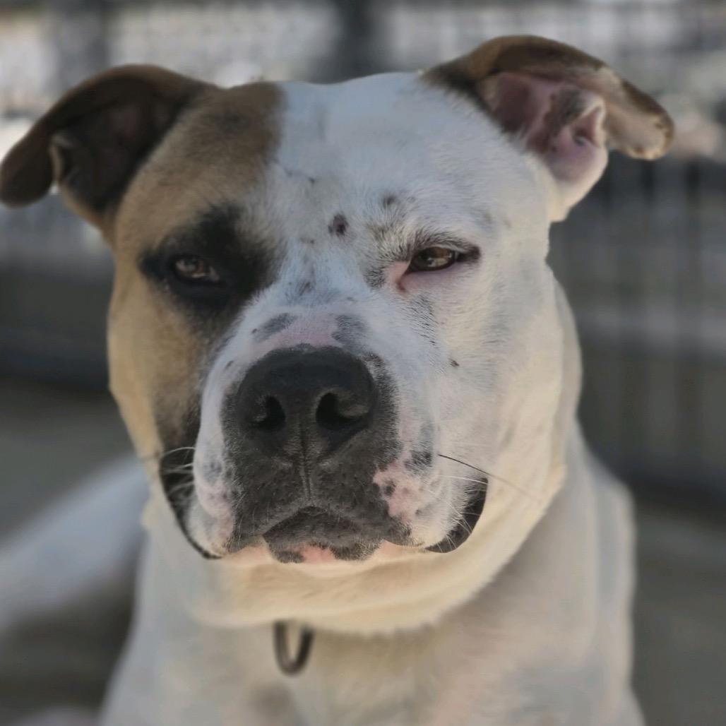 Enlarge Jabarkus, a Adoptable mixed breed in Columbus, NC image 5/6