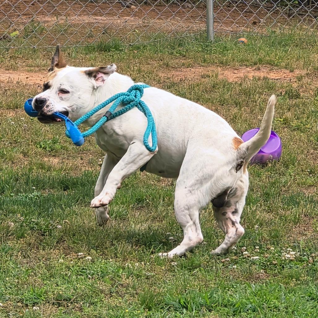 Enlarge Jabarkus, a Adoptable mixed breed in Columbus, NC image 5/6