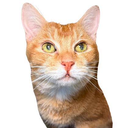 Mesa, Adoptable, Senior Female Domestic Medium Hair & Domestic Short Hair.