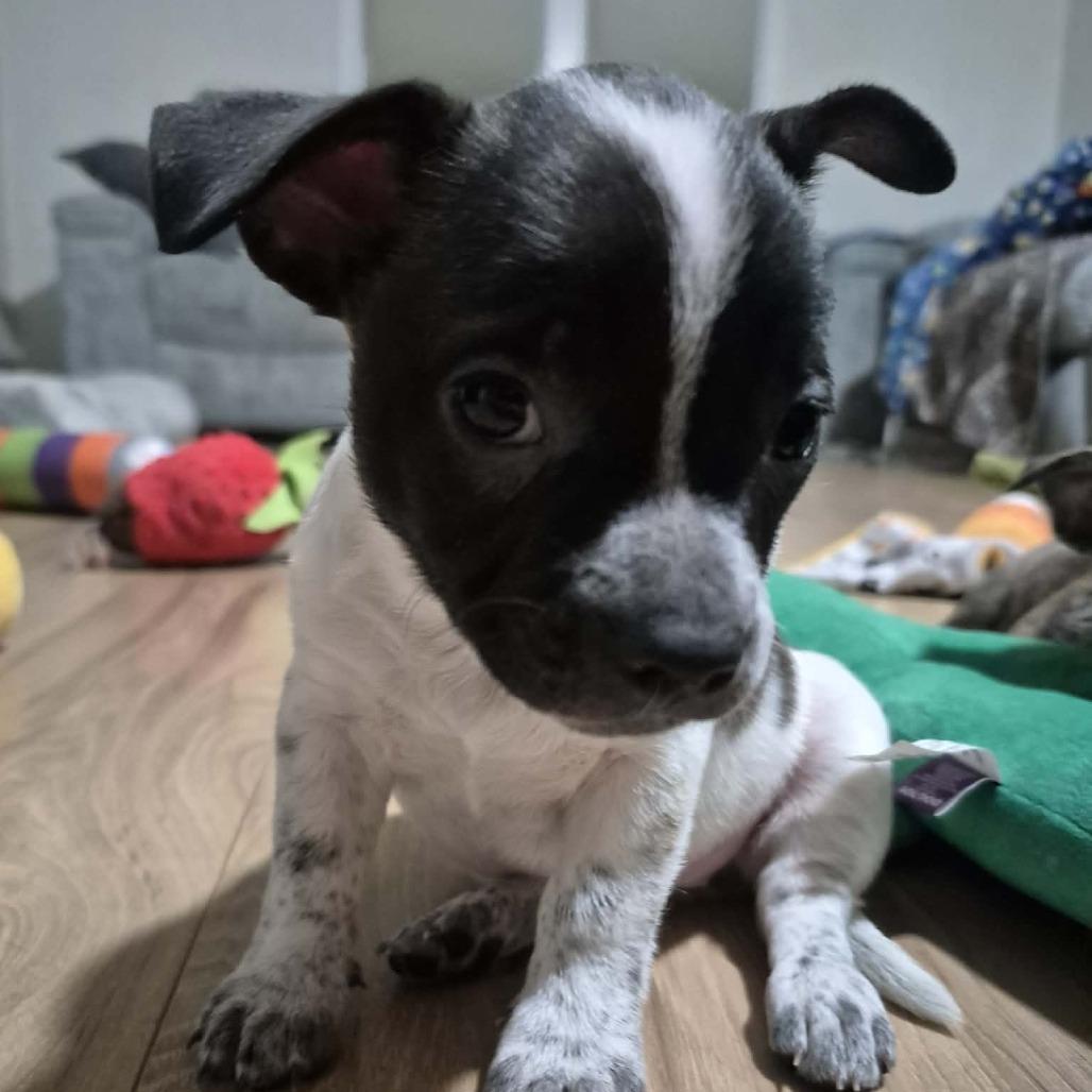 Enlarge Margee, a Adoptable Mixed Breed in Boone, IA image 2/3