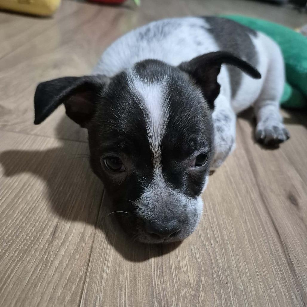 Enlarge Margee, a Adoptable Mixed Breed in Boone, IA image 3/3