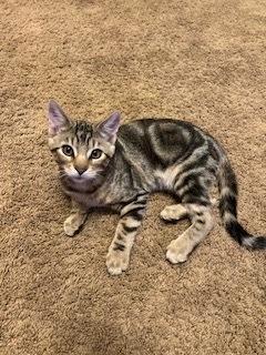 **Cat Cafe** Chihiro, Adoptable, Young Male Domestic Short Hair.