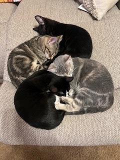 **Cat Cafe** Chihiro, a Adoptable Domestic Short Hair in Topeka, KS image 2/2