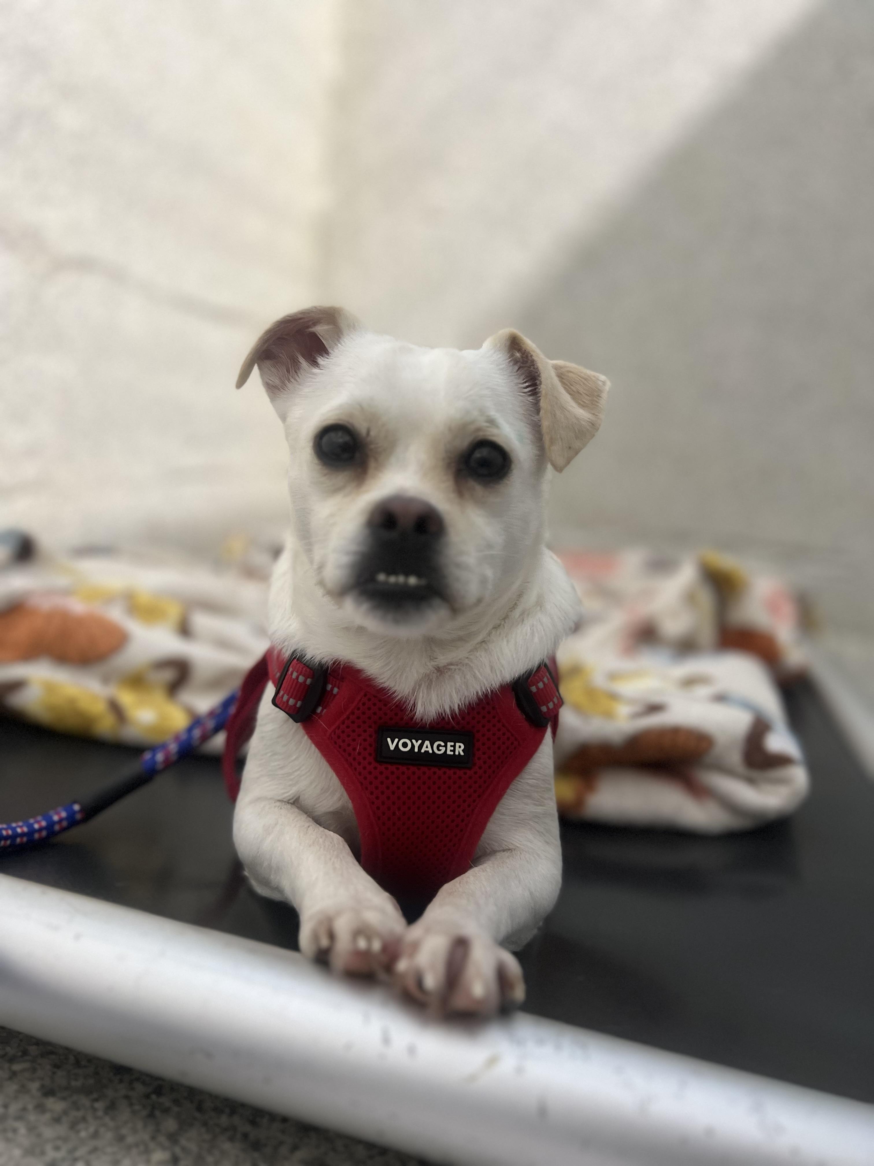 Billy Jean, an adoptable Puggle, Chihuahua in Long Beach, NY, 11561 | Photo Image 2