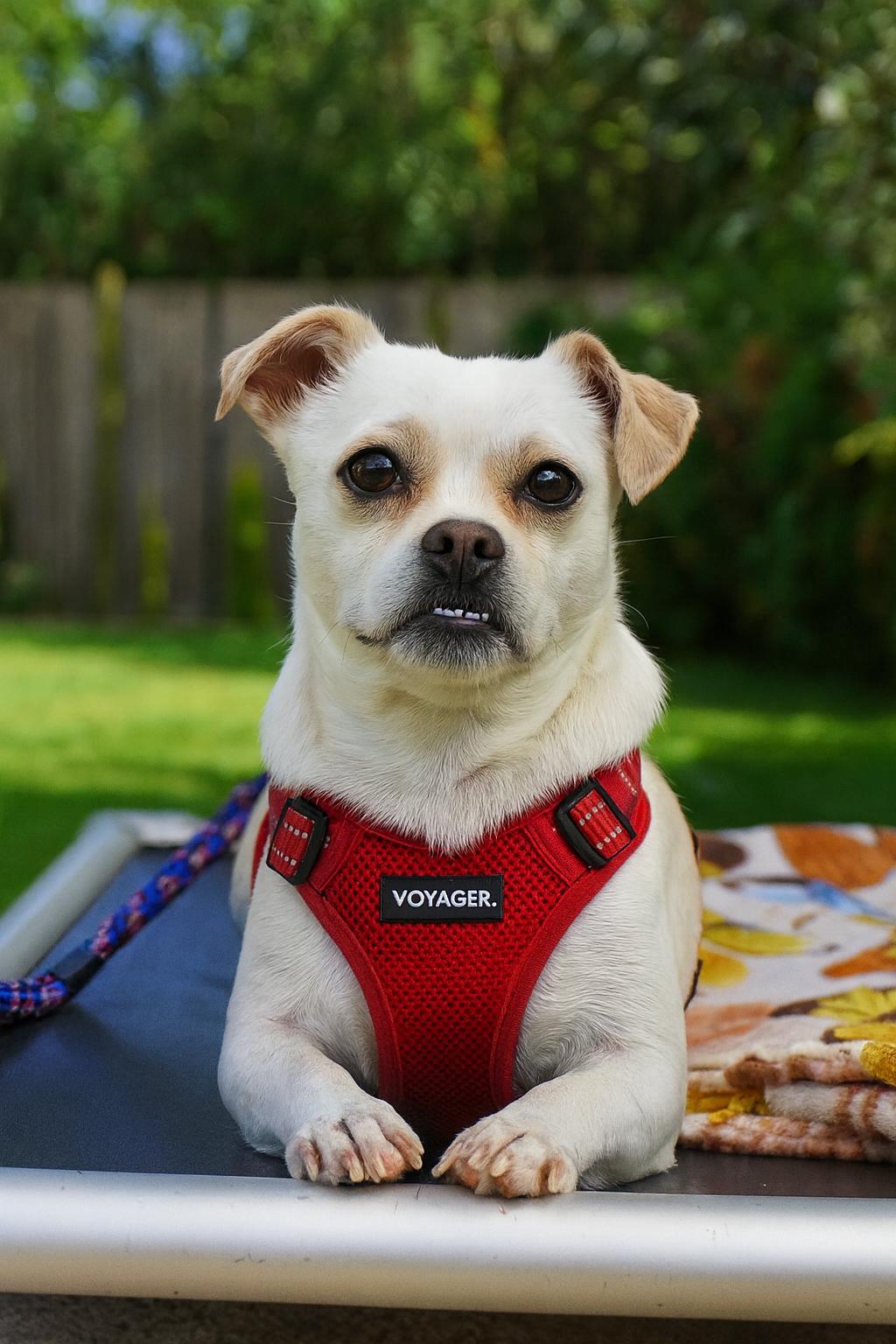 Billy Jean, an adoptable Puggle, Chihuahua in Long Beach, NY, 11561 | Photo Image 1