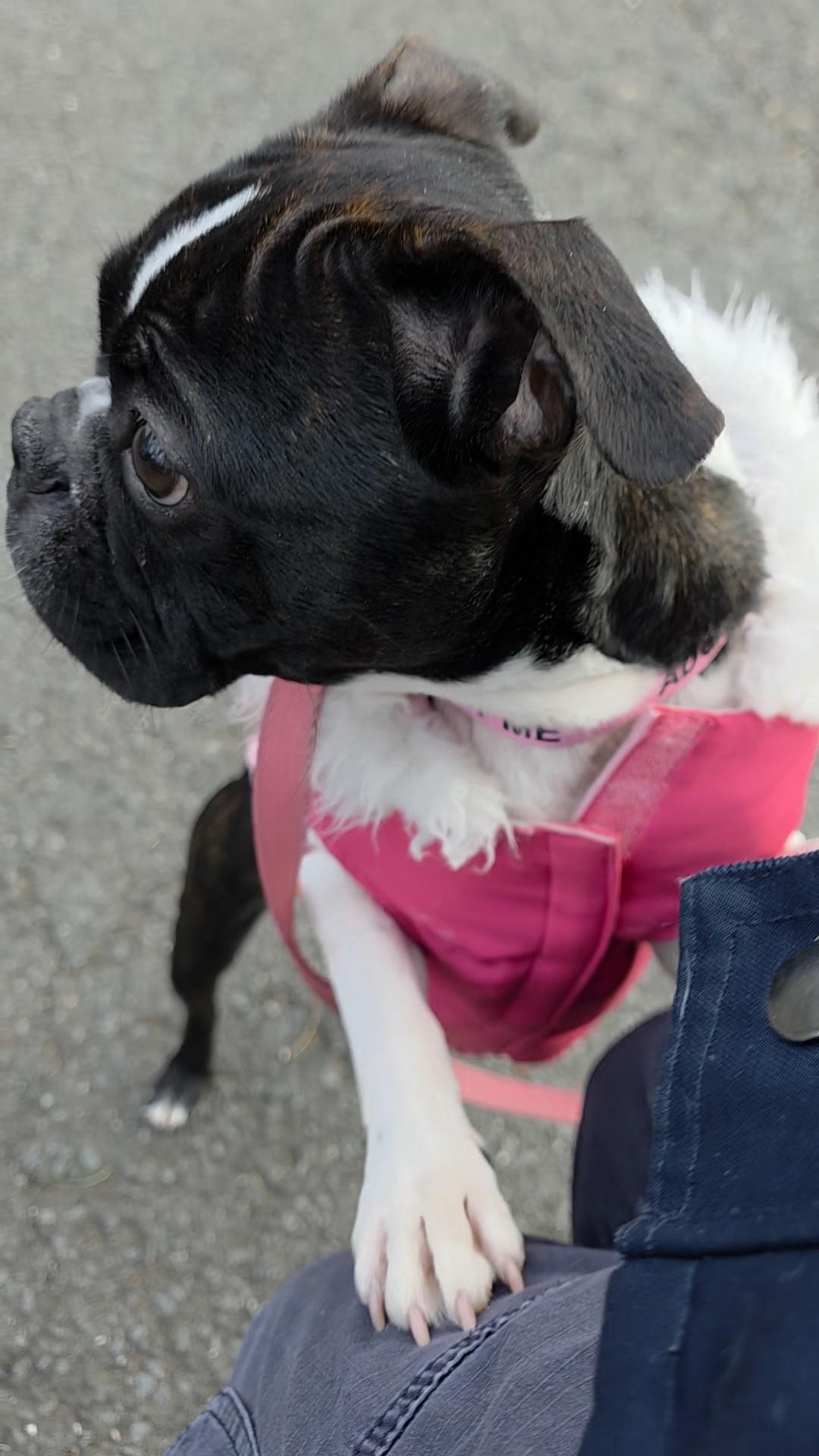 Sugar Pie thumbnail 4