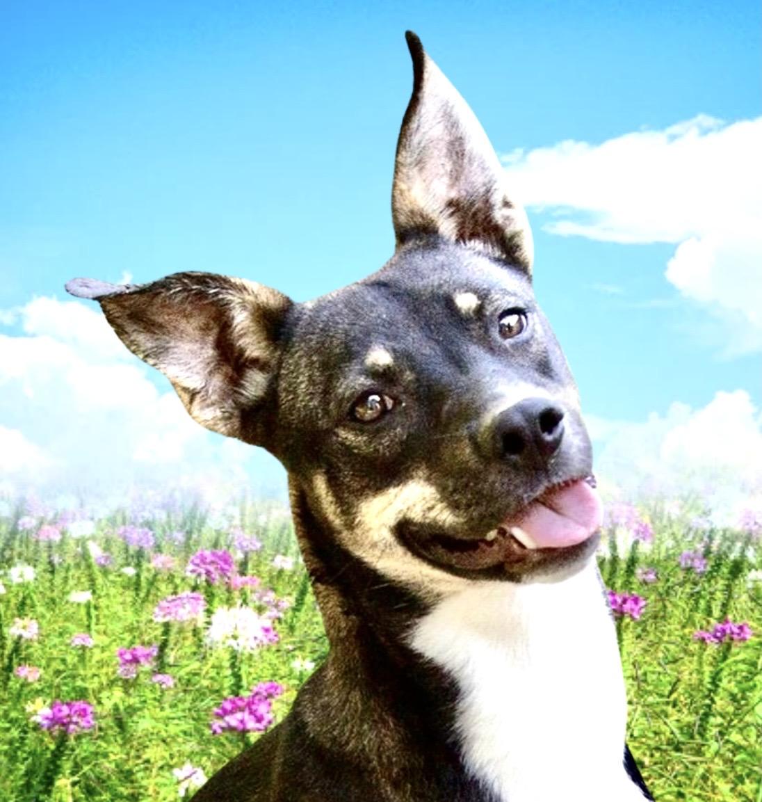 Rue Spencer, ADOPTABLE, Young Female Mixed Breed & Terrier.