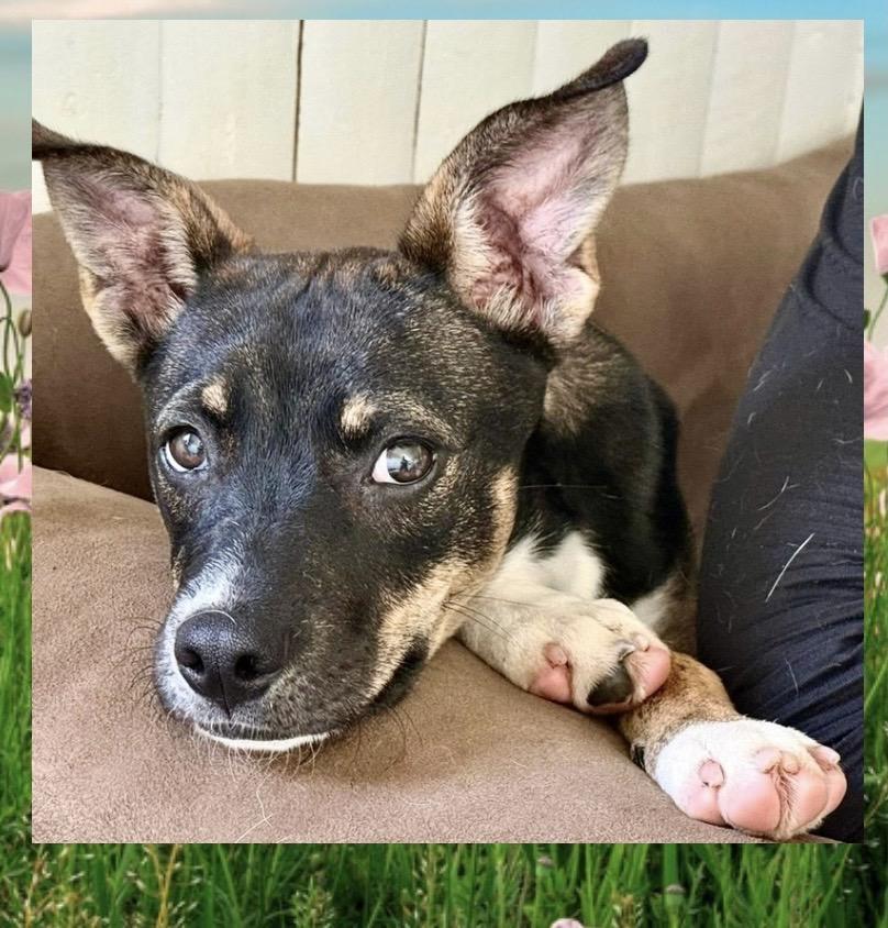Enlarge Rue Spencer, a ADOPTABLE mixed breed in Westfield, NY image 5/6