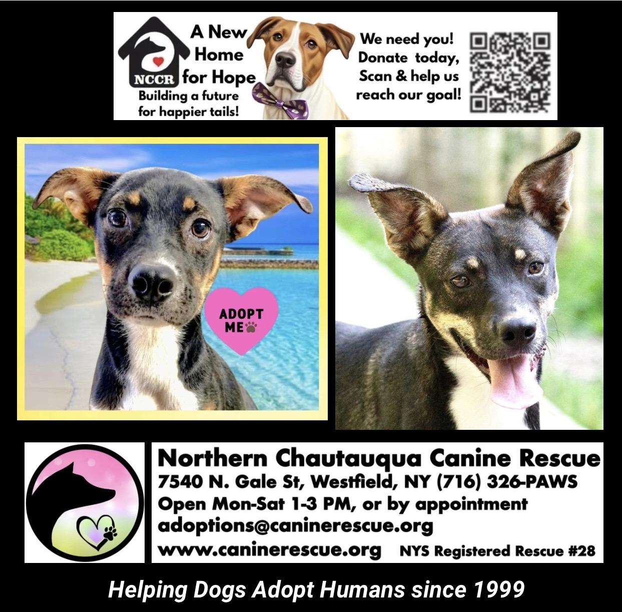 Enlarge Rue Spencer, an adoption pending mixed breed in Westfield, NY image 6/6