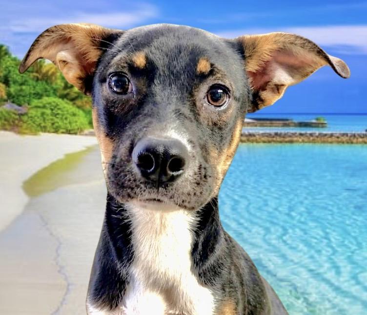 Rue Spencer, ADOPTABLE, Puppy Female Mixed Breed & Terrier.