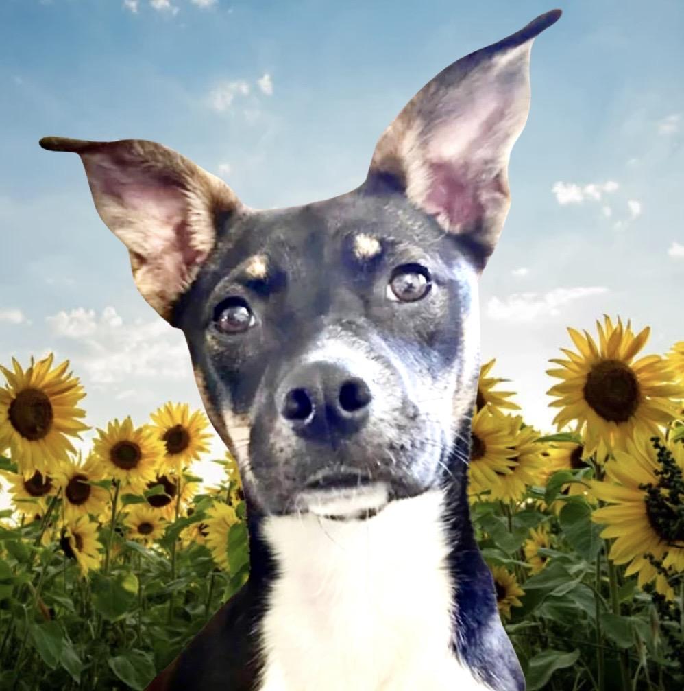Enlarge Rue Spencer, a ADOPTABLE mixed breed in Westfield, NY image 4/6