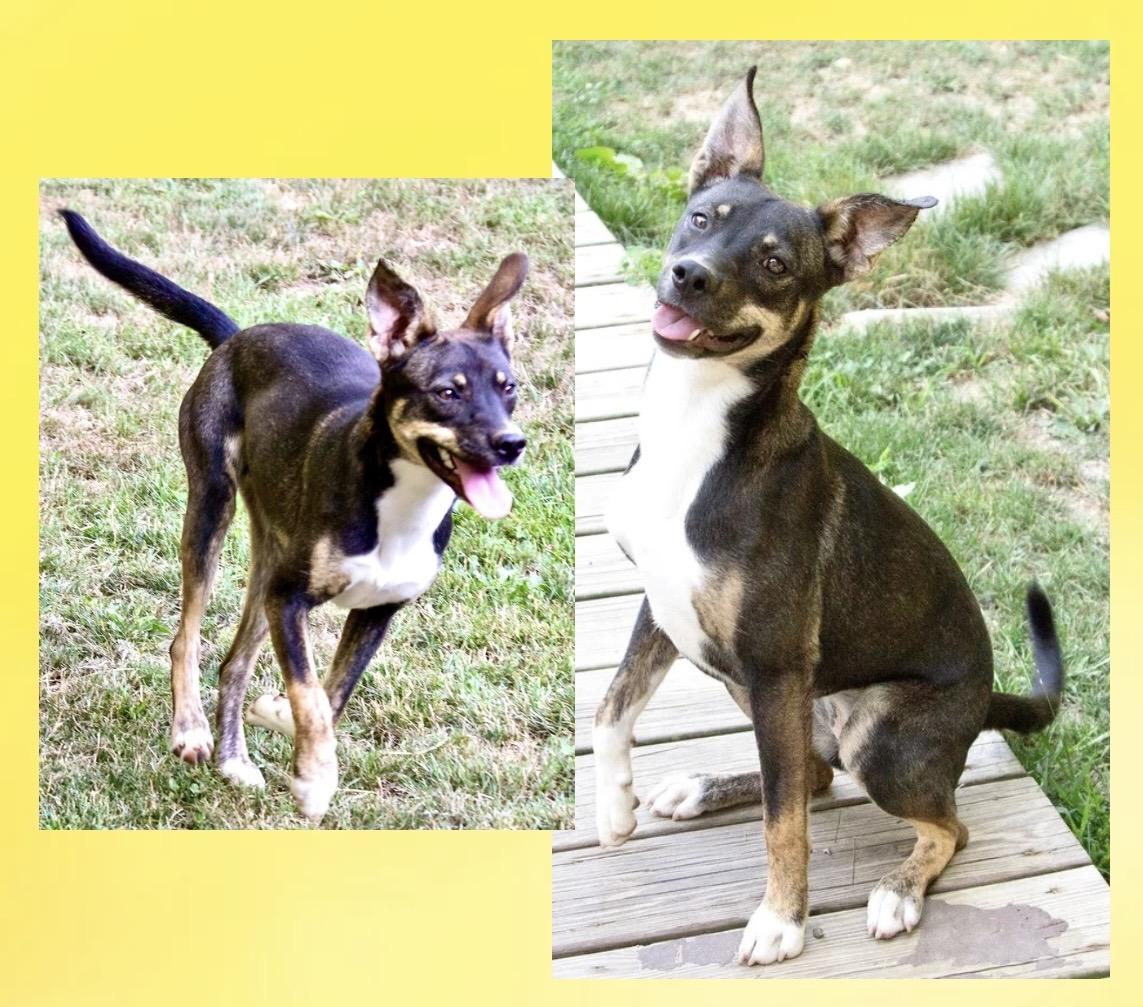 Enlarge Rue Spencer, an adoption pending mixed breed in Westfield, NY image 2/6