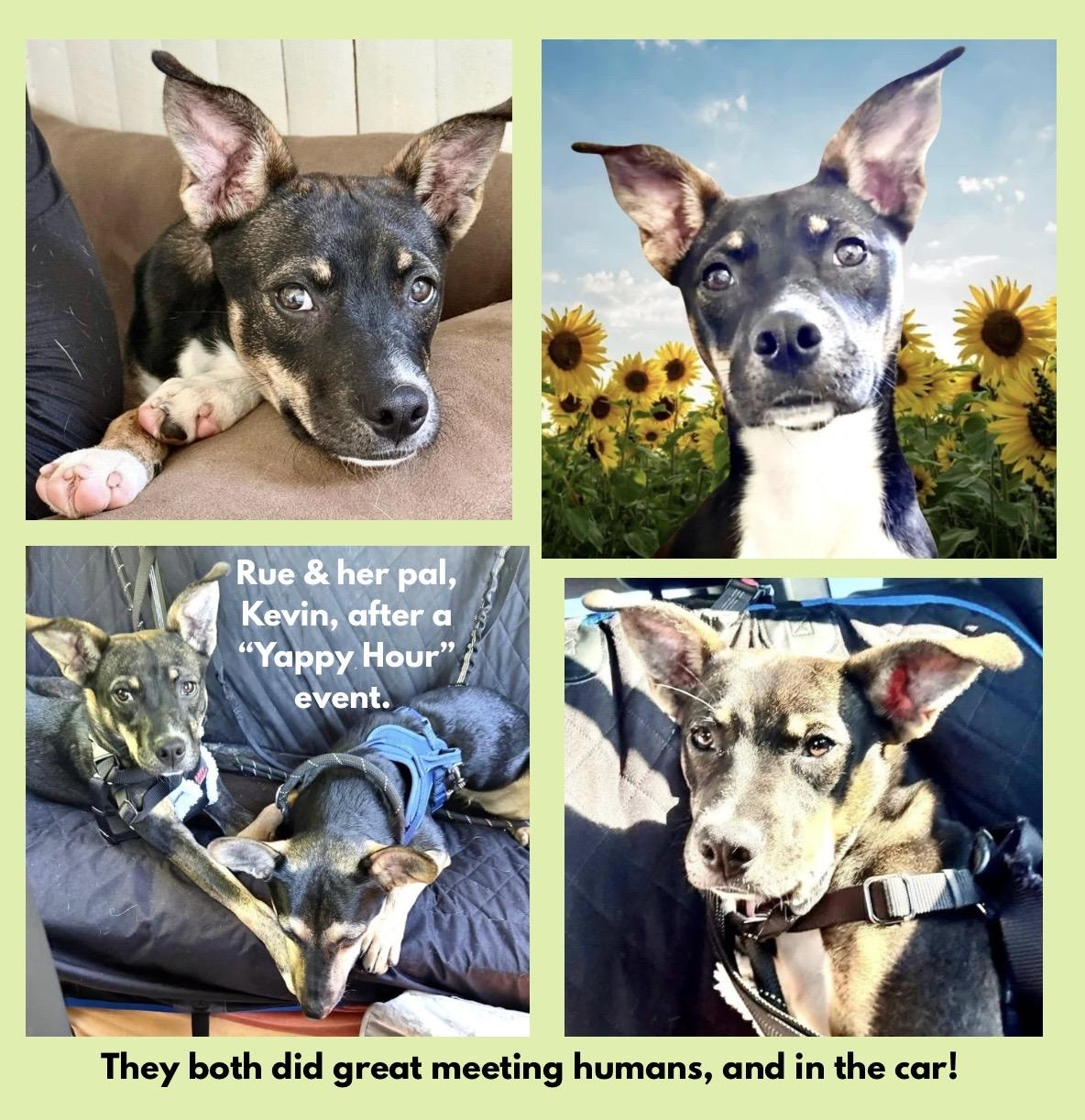 Enlarge Rue Spencer, a ADOPTABLE mixed breed in Westfield, NY image 3/6