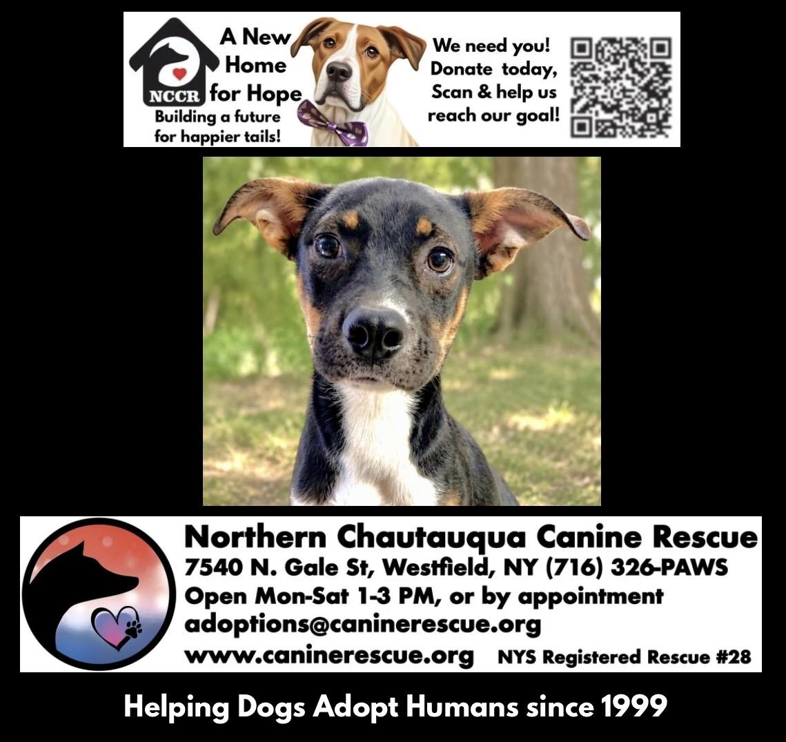 Enlarge Rue Spencer, a ADOPTABLE mixed breed in Westfield, NY image 6/6
