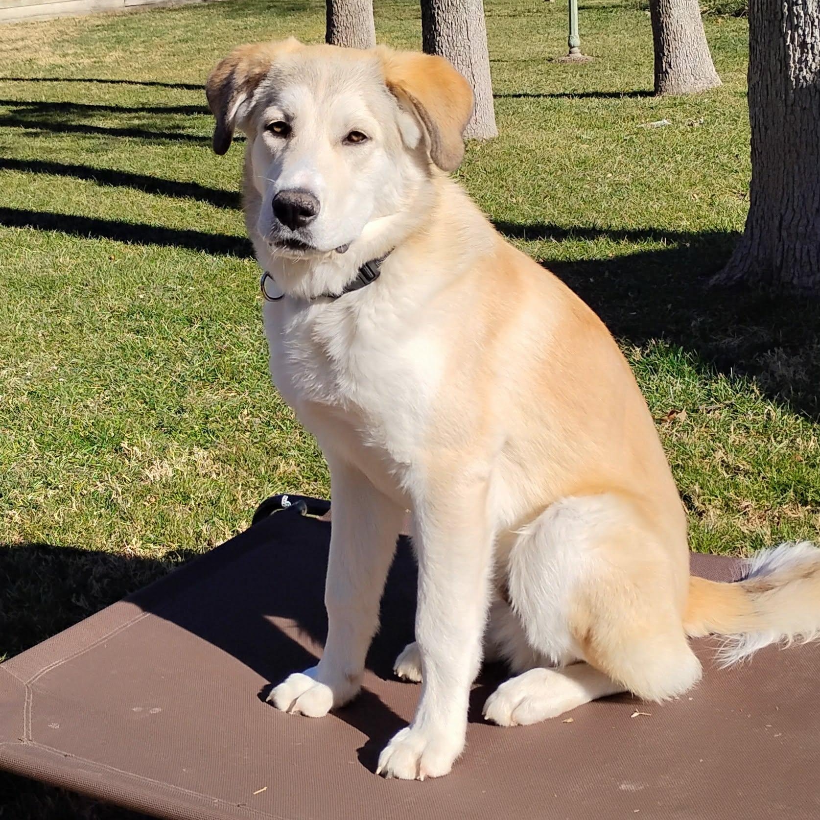 Enlarge Conrad, an adopted mixed breed in Chatham, NJ image 2/6