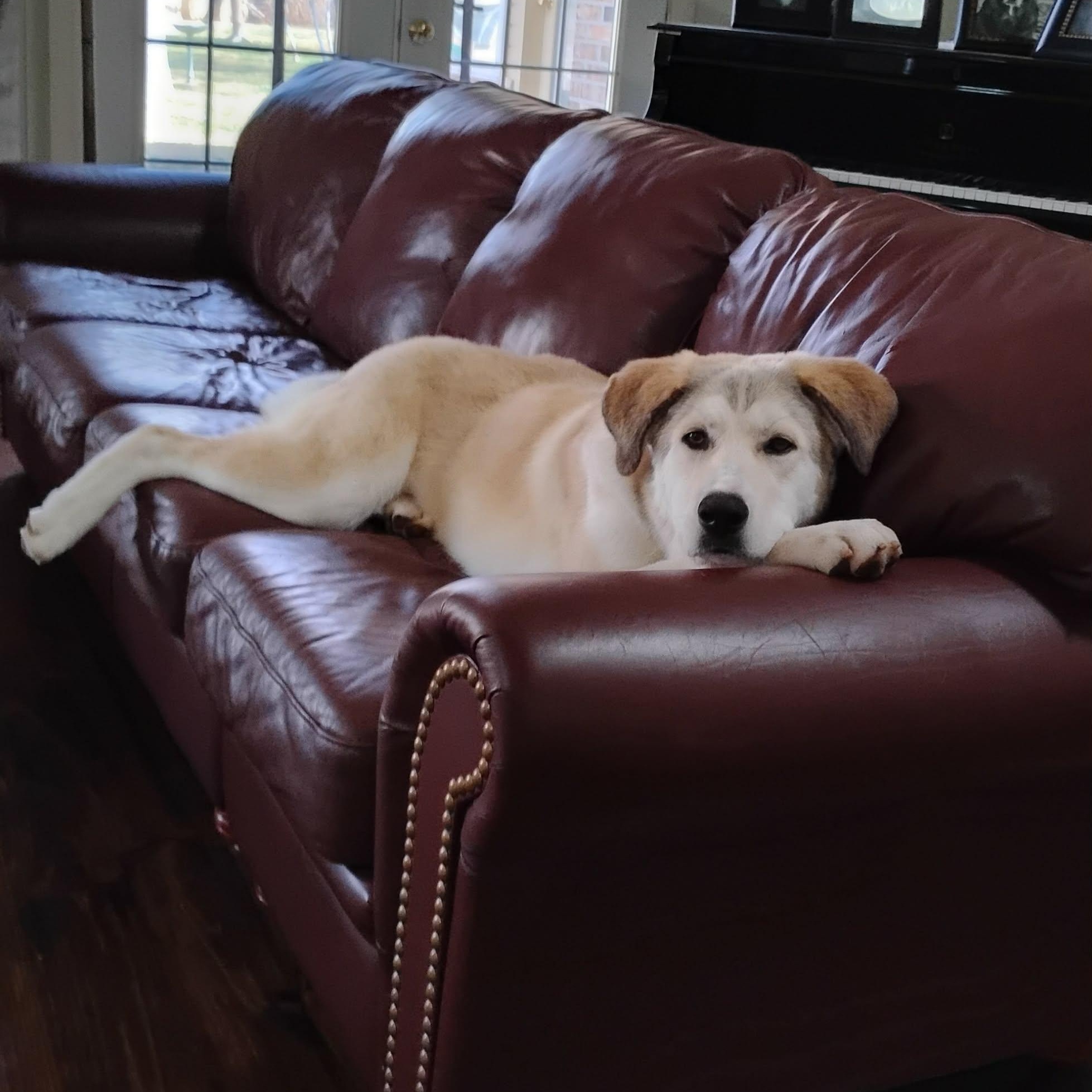 Enlarge Conrad, an adopted mixed breed in Chatham, NJ image 4/6