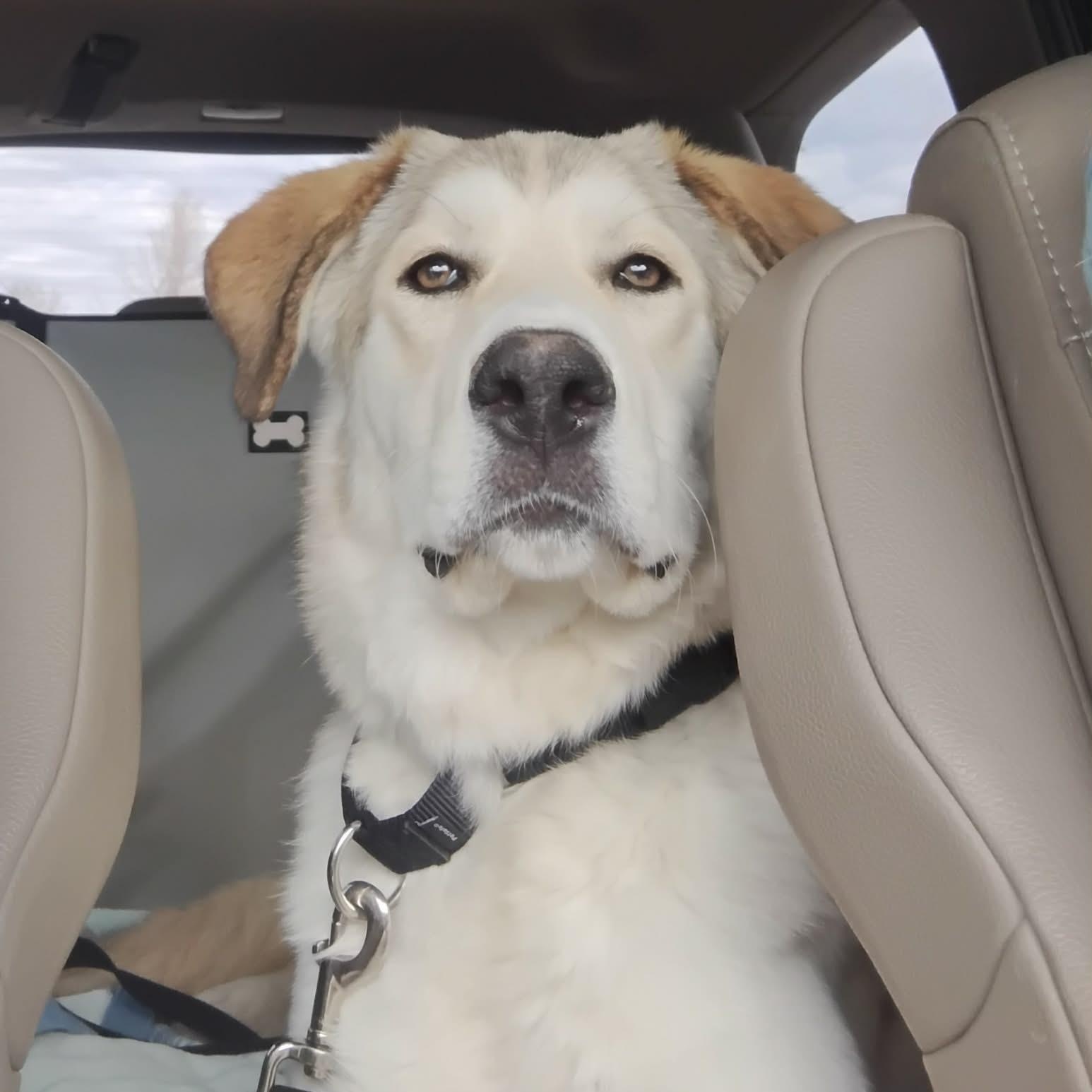 Enlarge Conrad, an adopted mixed breed in Chatham, NJ image 3/6