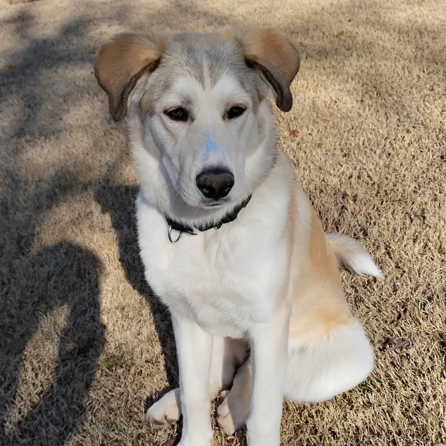 Enlarge Conrad, an adopted mixed breed in Chatham, NJ image 5/6