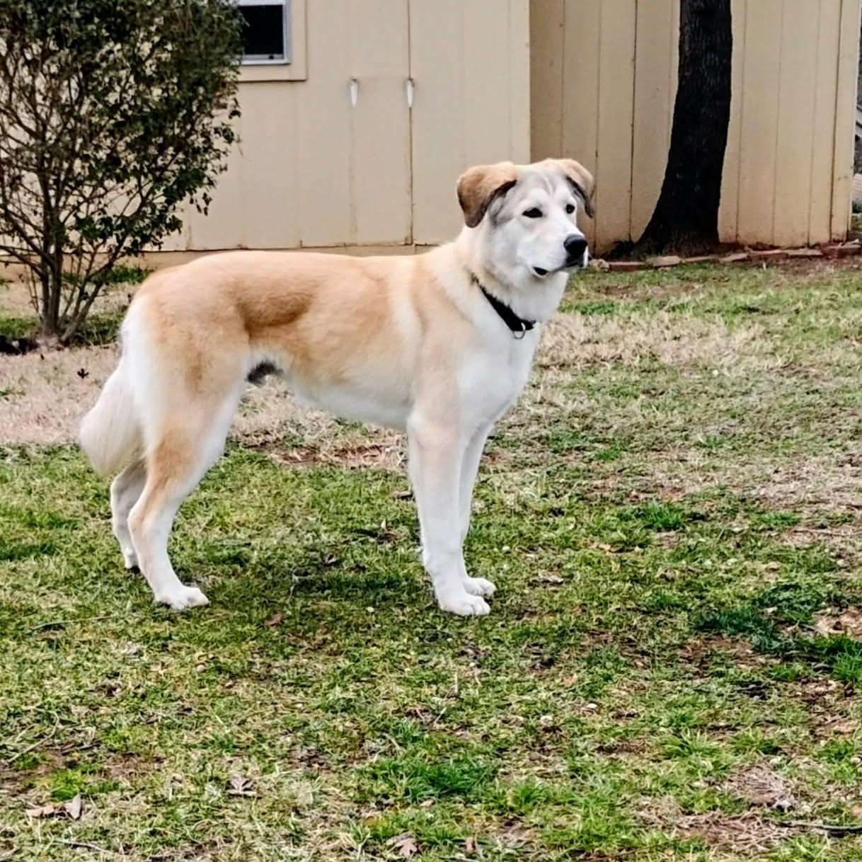 Enlarge Conrad, an adopted mixed breed in Chatham, NJ image 6/6