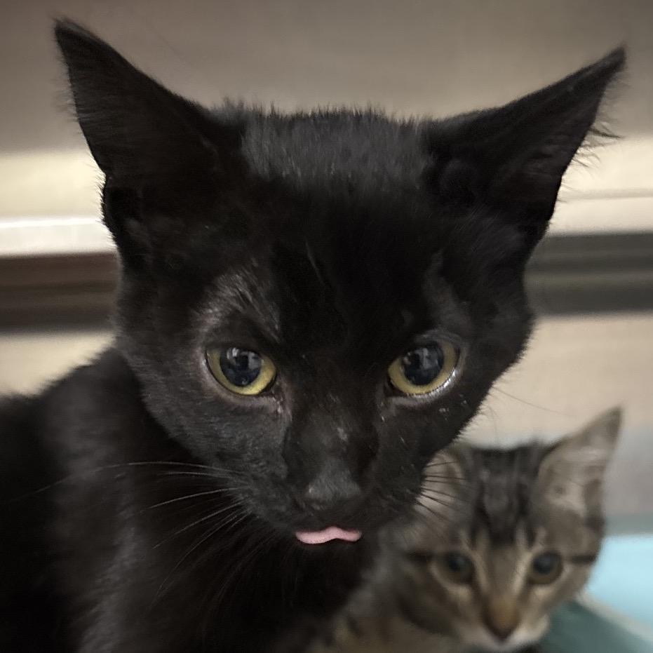 Catipult 28544, a Adoptable Domestic Short Hair in Middleburg, FL image 1/2