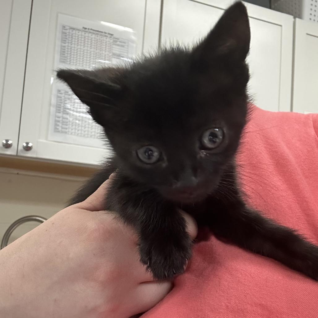 Catipult 28544, a Adoptable Domestic Short Hair in Middleburg, FL image 2/2