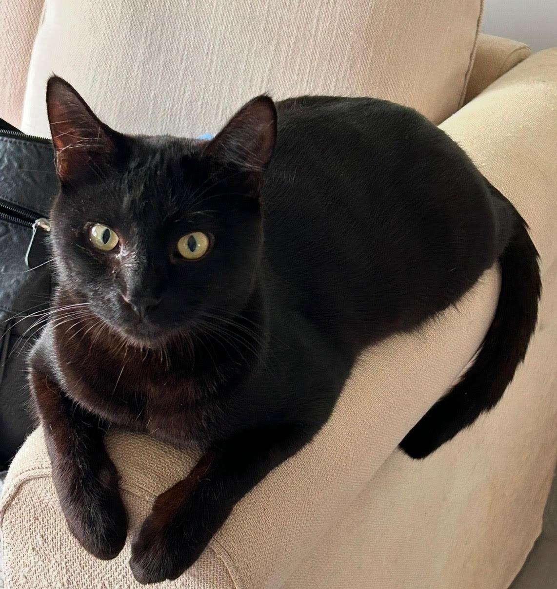 KADE & KANDY - Offered by Owner - Bonded Pair, Adoptable, Adult Male Domestic Short Hair.