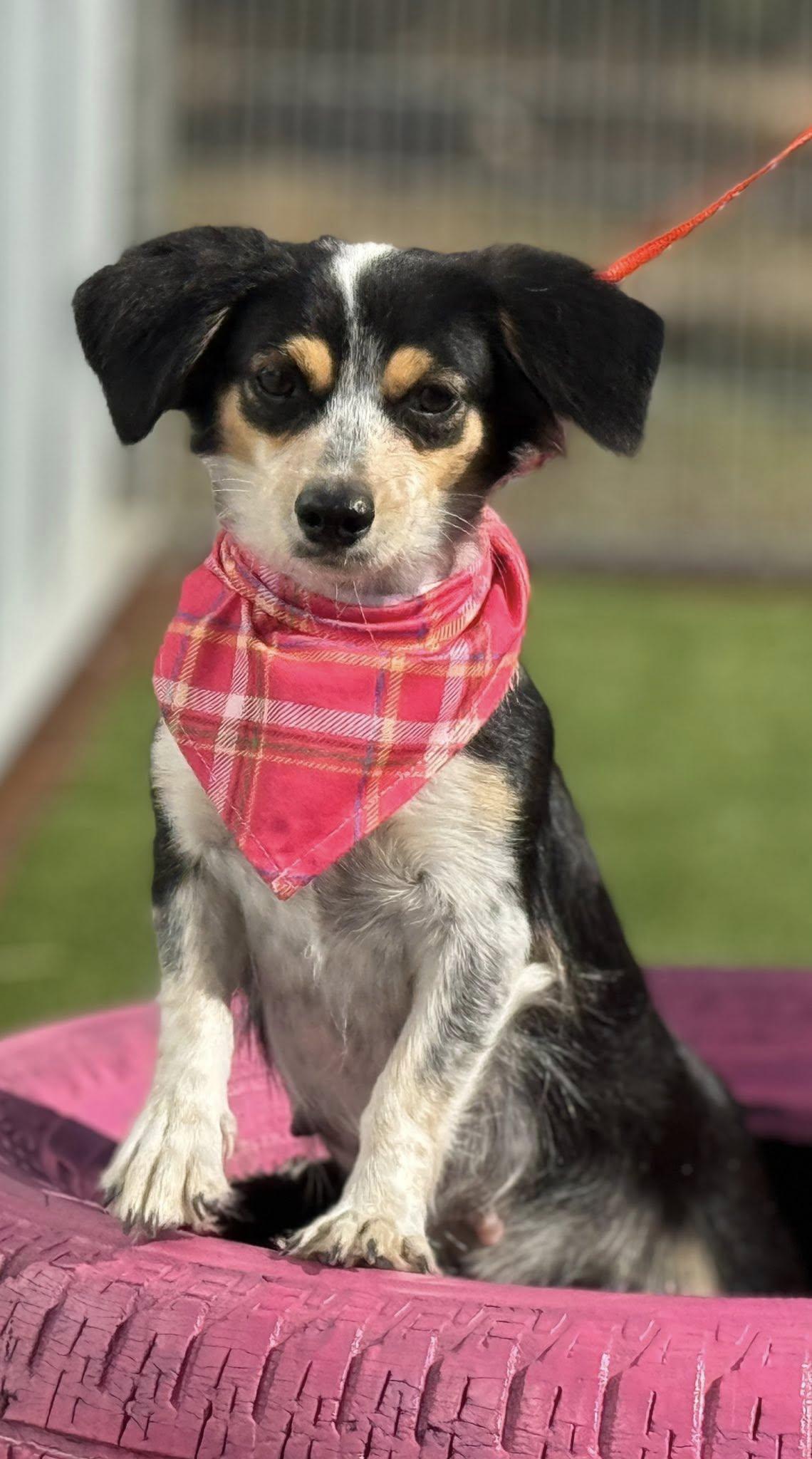 Sonya - Friendly Chihuahua girl, a Adoptable mixed breed in St Augustine, FL image 3/6