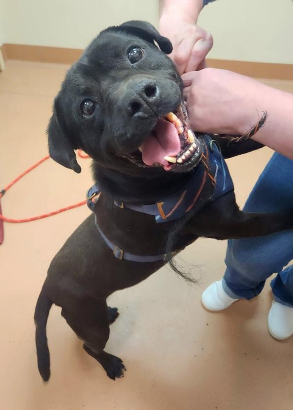 Pedro, Adoptable, Adult Male Pit Bull Terrier.