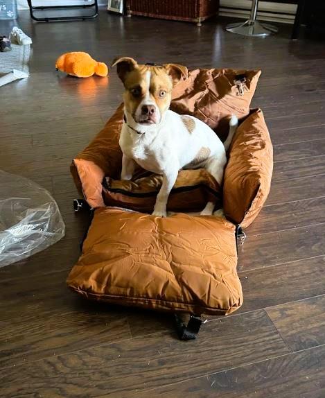 Enlarge Willie, a Adopted mixed breed in Toronto, ON image 5/6