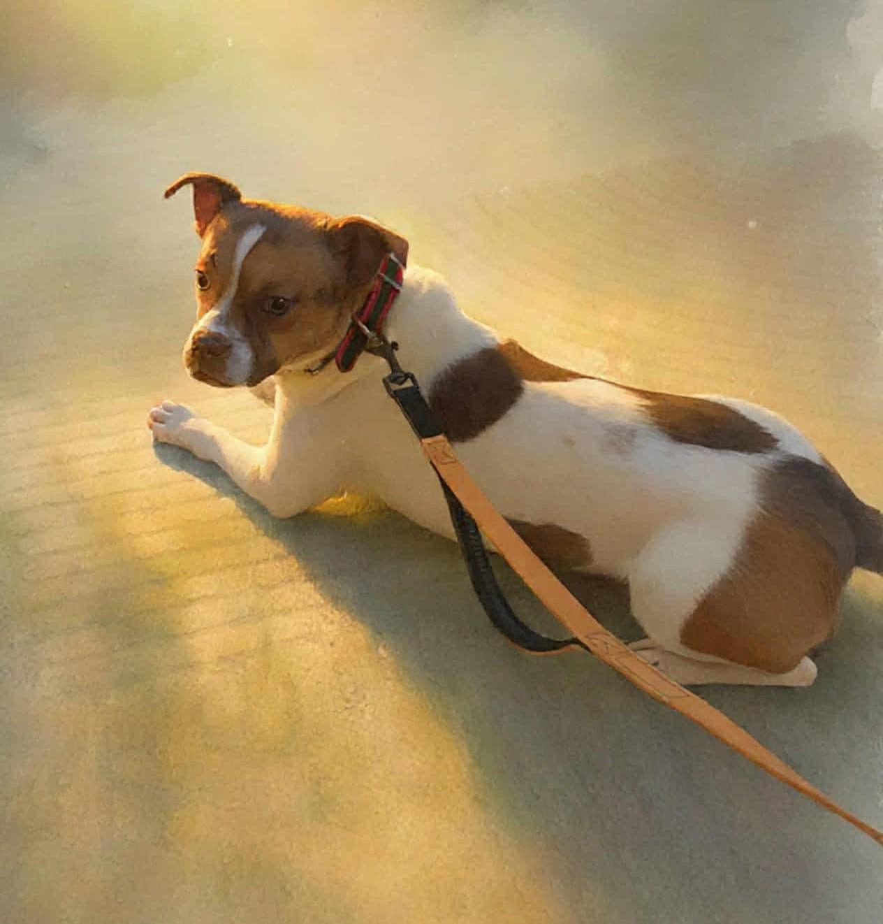 Enlarge Willie, a Adopted mixed breed in Toronto, ON image 3/6