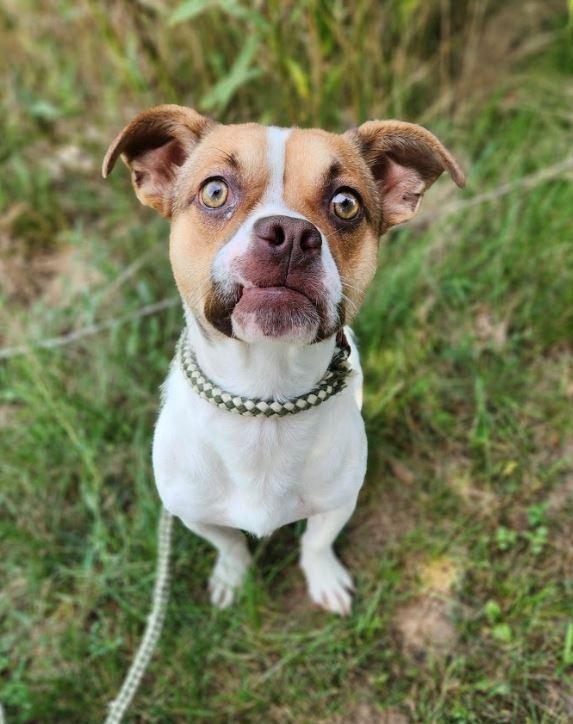 Enlarge Willie, a Adopted mixed breed in Toronto, ON image 6/6