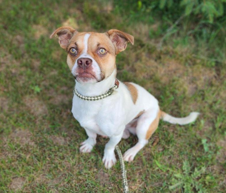 Enlarge Willie, a Adopted mixed breed in Toronto, ON image 4/6