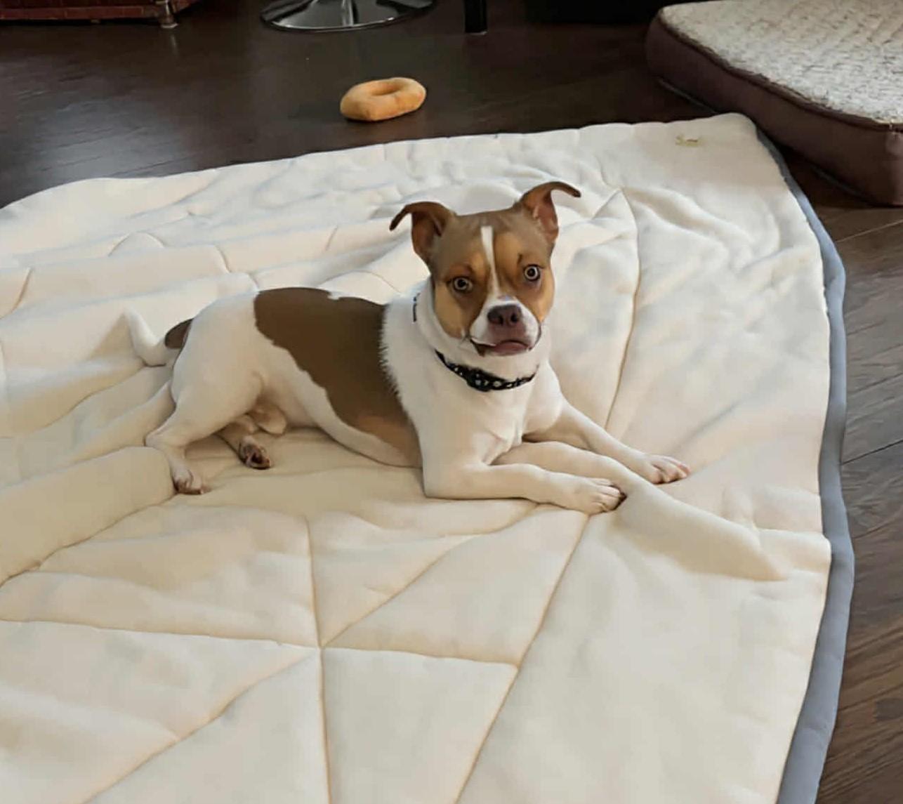 Enlarge Willie, a Adopted mixed breed in Toronto, ON image 1/6