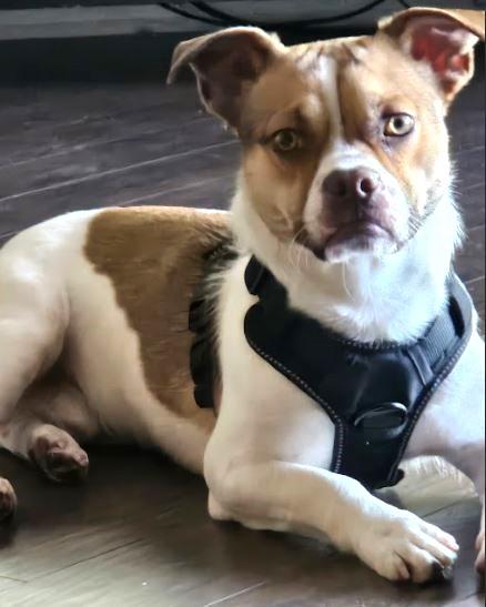 Enlarge Willie, a Adopted mixed breed in Toronto, ON image 2/6