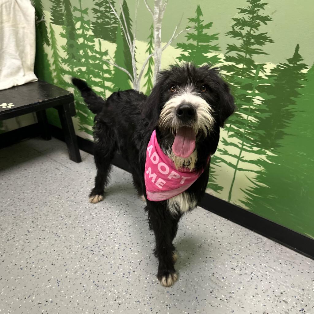Kazoo, Adoptable, Puppy Male Old English Sheepdog & Labrador Retriever.