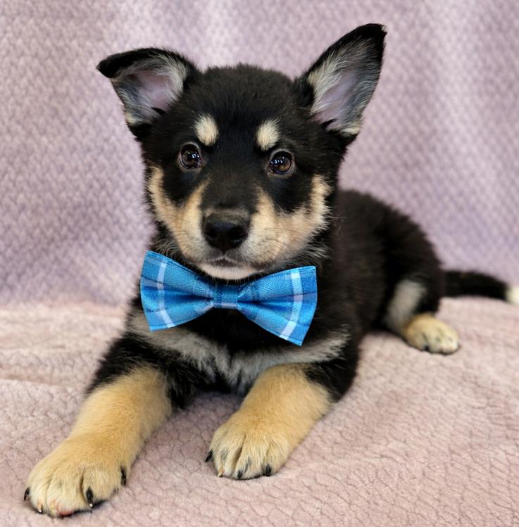 Ryder, adopted, Puppy Male Australian Shepherd & German Shepherd Dog.