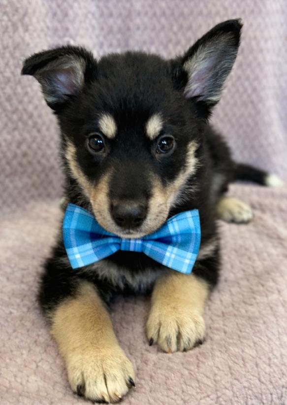 Enlarge Ryder, an adopted mixed breed in Lodi, CA image 3/5