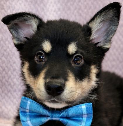 Enlarge Ryder, an adopted mixed breed in Lodi, CA image 2/5