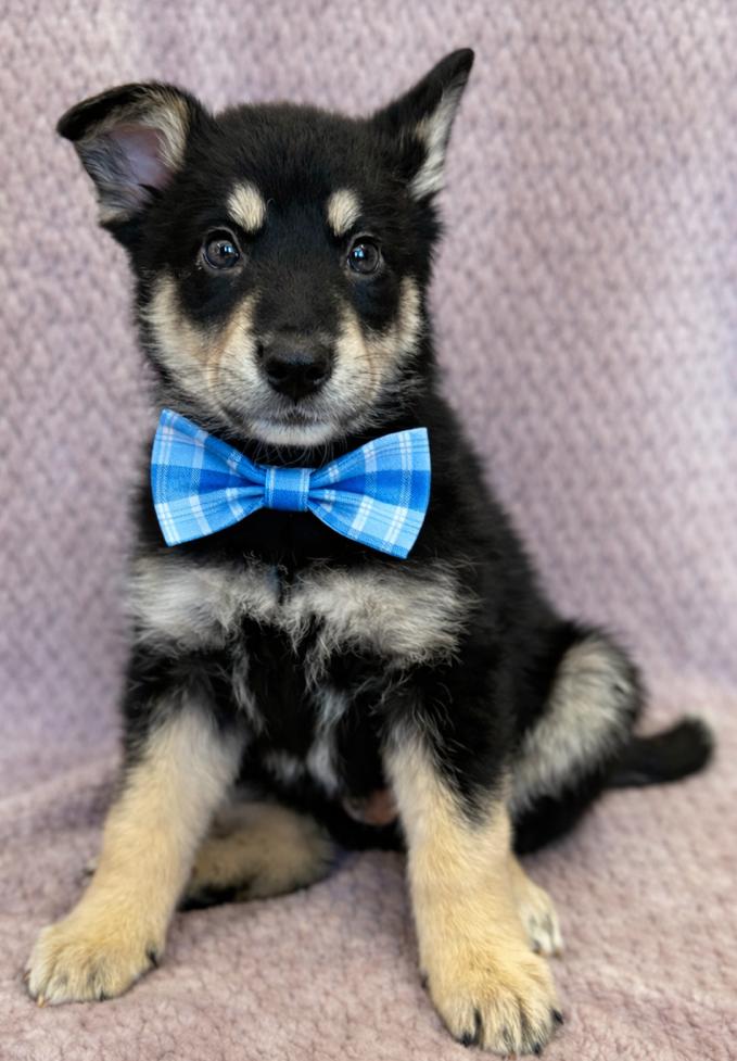 Enlarge Ryder, an adopted mixed breed in Lodi, CA image 4/5