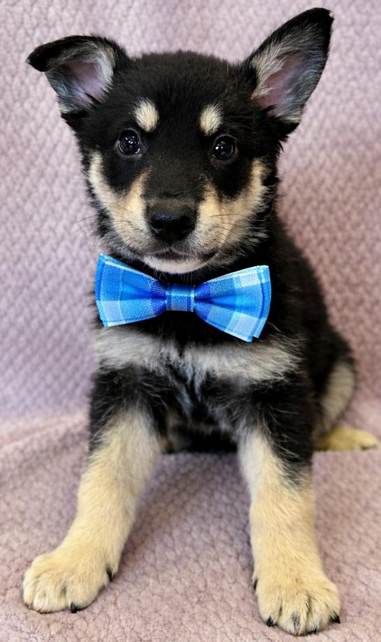 Enlarge Ryder, an adopted mixed breed in Lodi, CA image 5/5