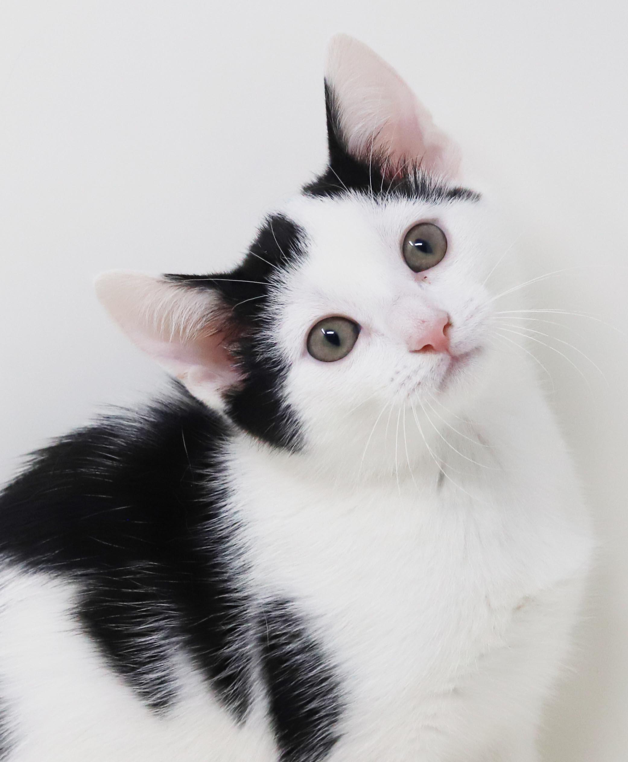 Emily is even more precious in person - cow kitten, Adoptable, Kitten Female Turkish Van.