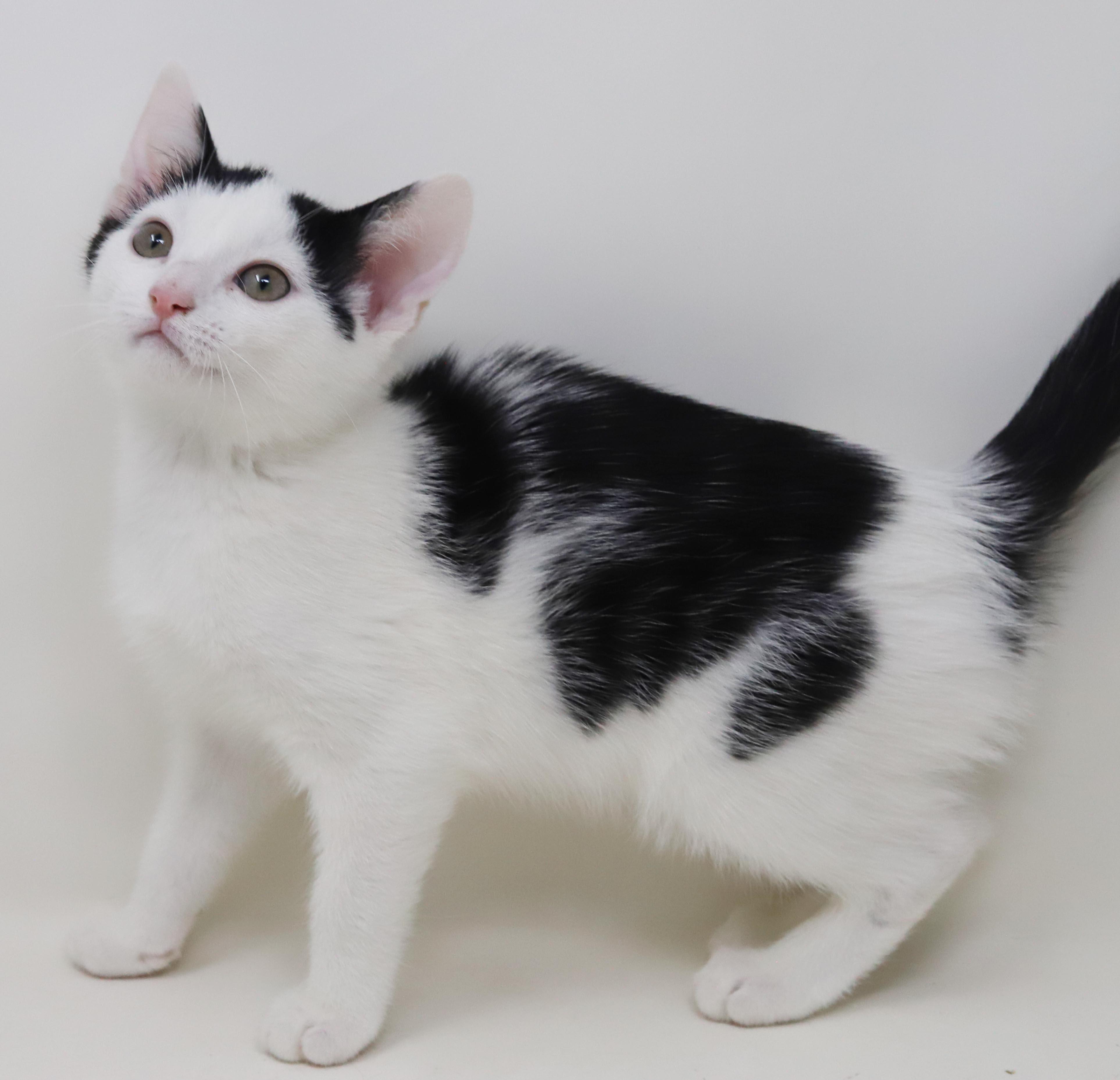 Enlarge Emily is even more precious in person - cow kitten, a Adoptable mixed breed in Bedford Hills, NY image 4/6