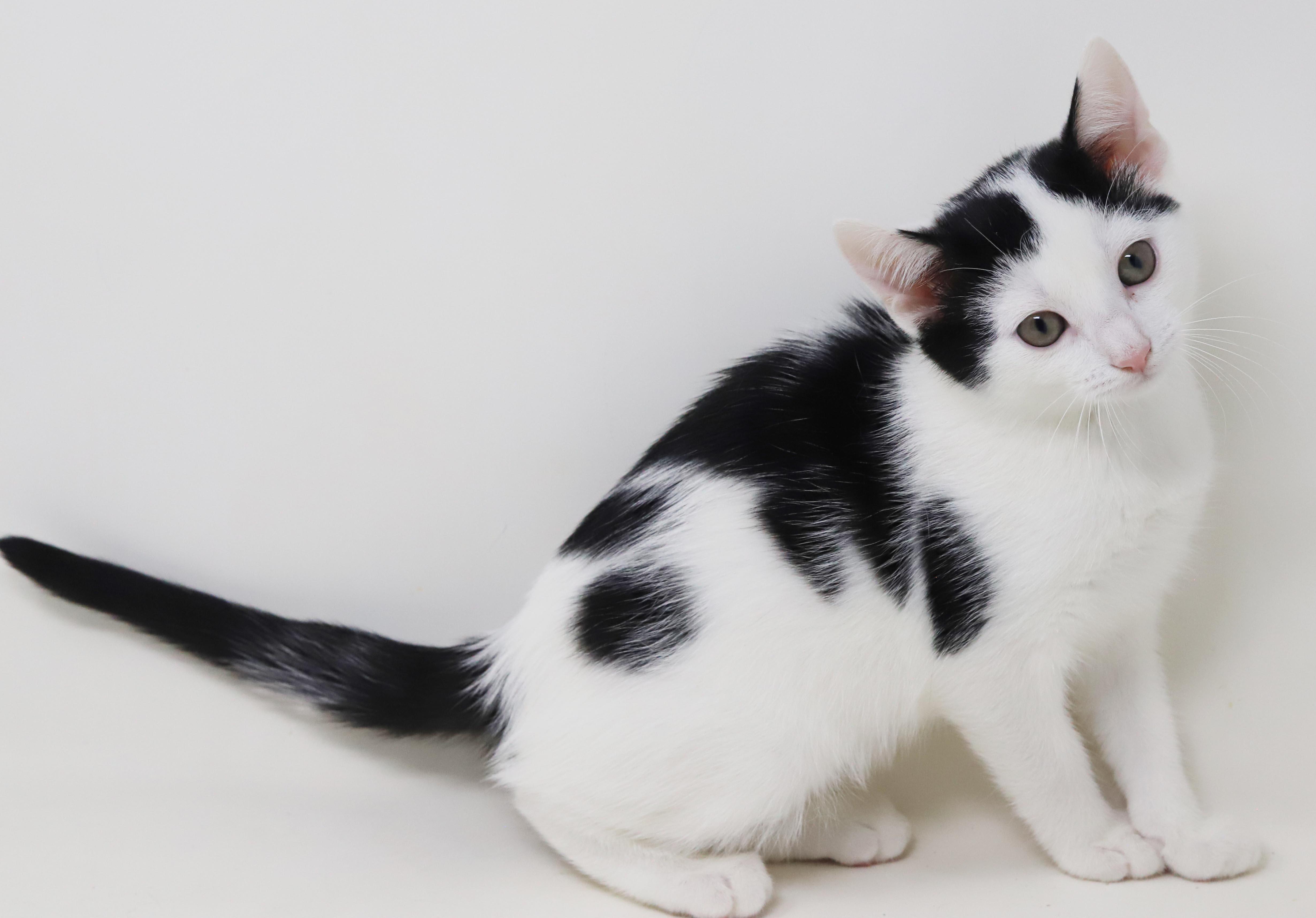 Enlarge Emily is even more precious in person - cow kitten, a Adoptable mixed breed in Bedford Hills, NY image 2/6