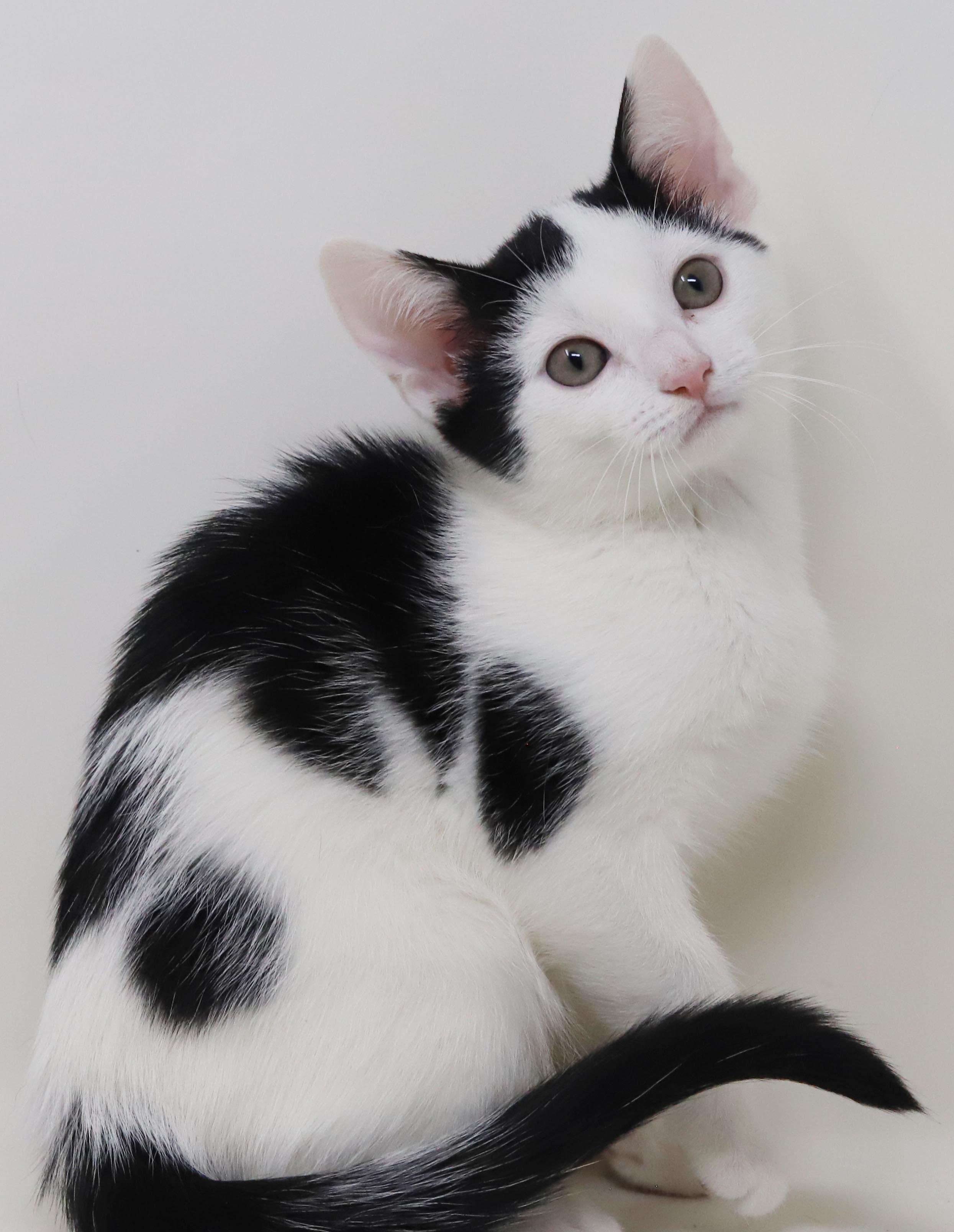 Enlarge Emily is even more precious in person - cow kitten, a Adoptable mixed breed in Bedford Hills, NY image 5/6