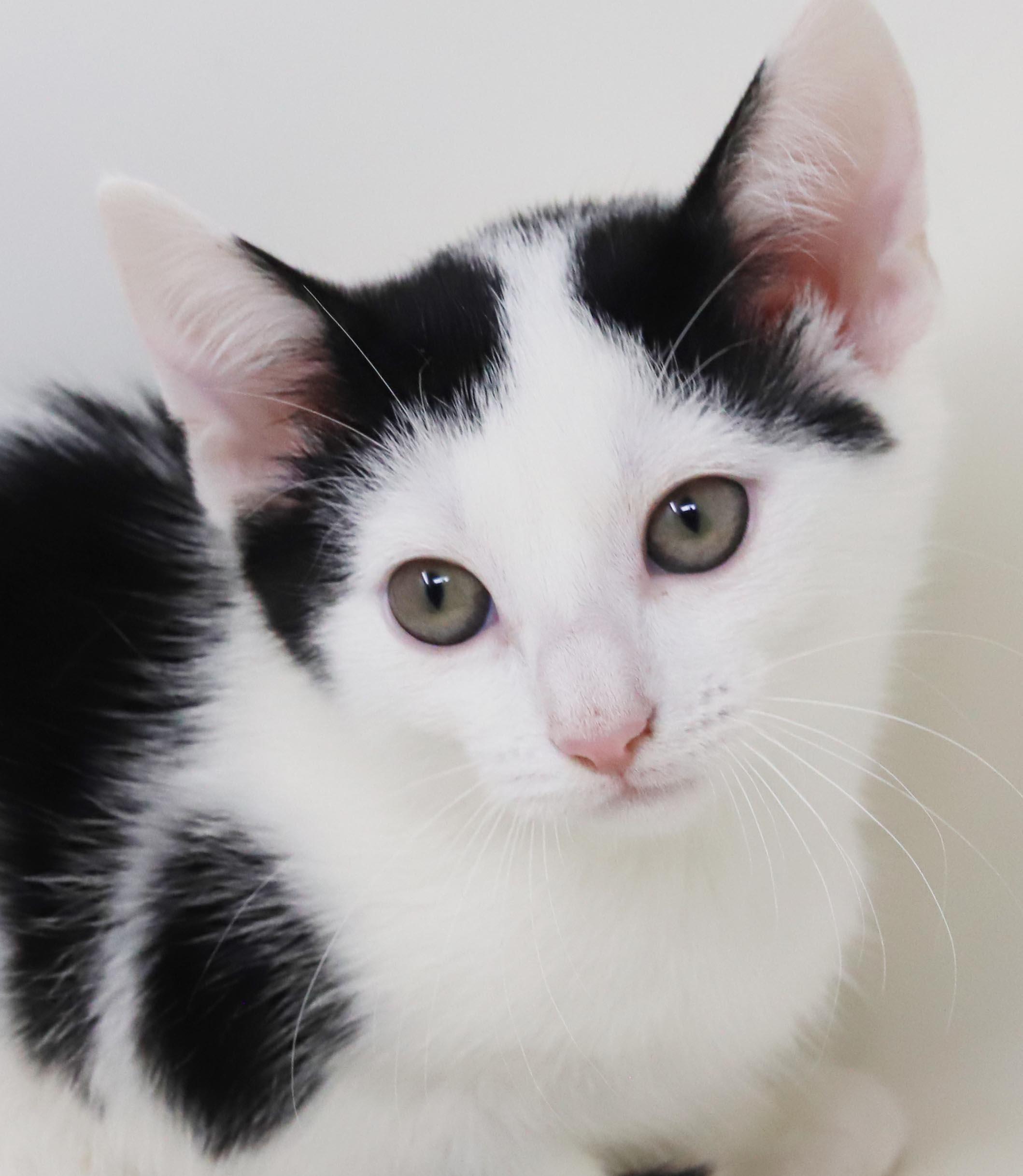 Enlarge Emily is even more precious in person - cow kitten, a Adoptable mixed breed in Bedford Hills, NY image 3/6
