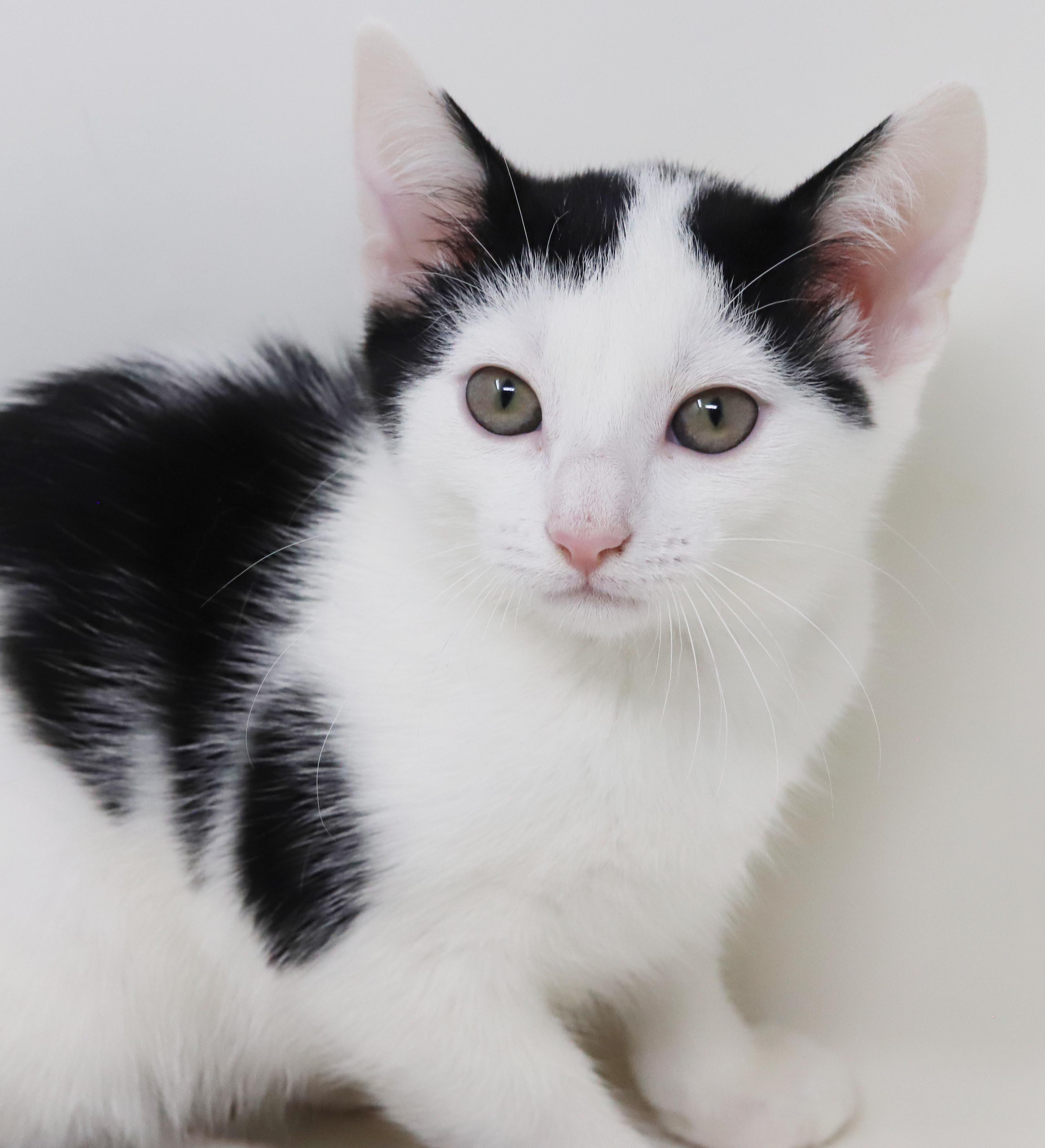Enlarge Emily is even more precious in person - cow kitten, a Adoptable mixed breed in Bedford Hills, NY image 6/6