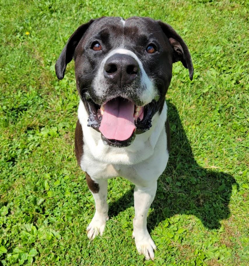 Enlarge Beast, a Adoptable mixed breed in Lisbon, OH image 1/6