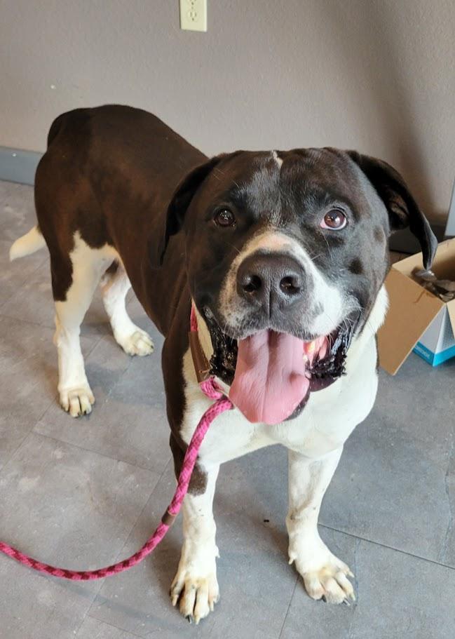 Enlarge Beast, a Adoptable mixed breed in Lisbon, OH image 2/6