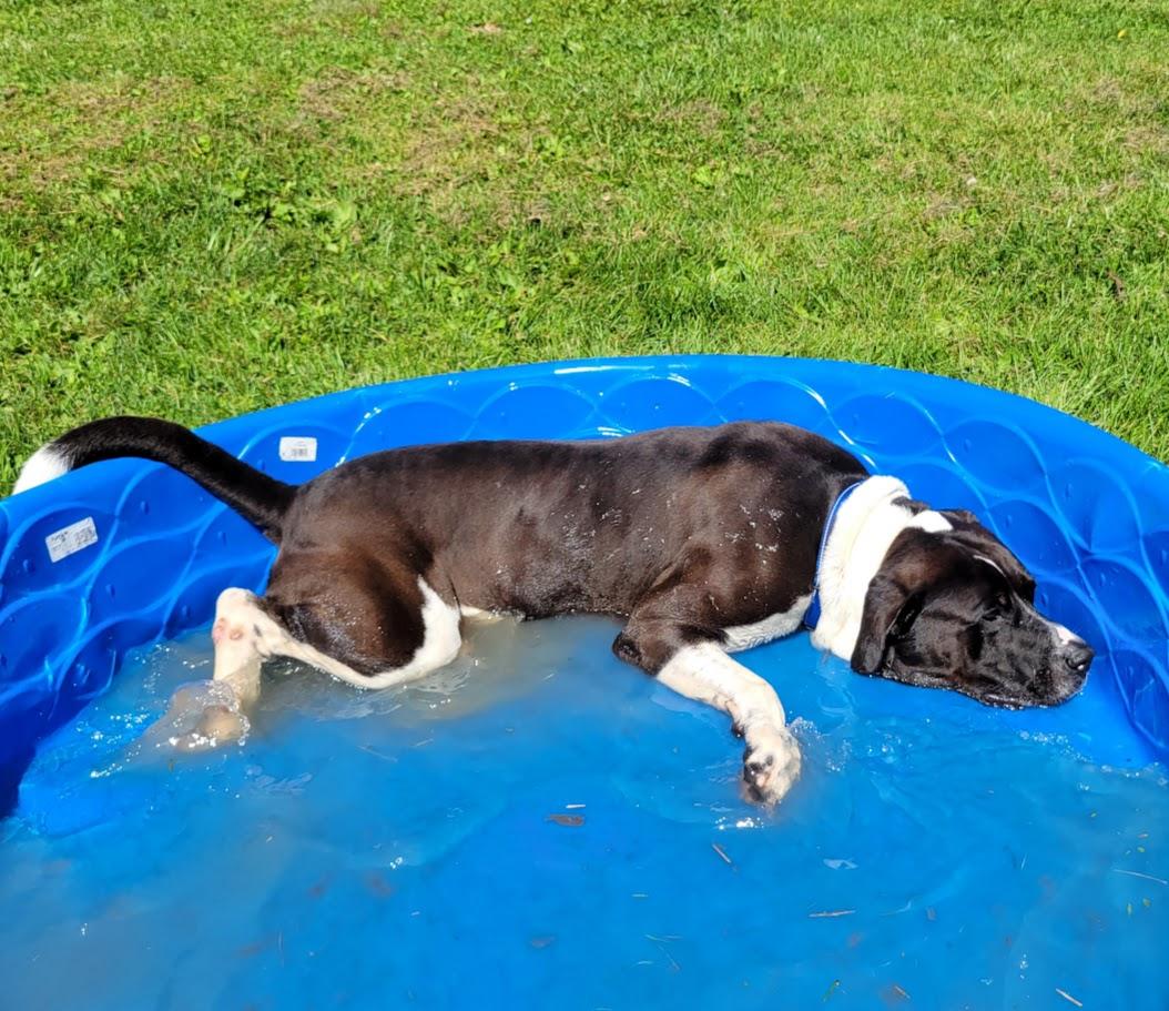 Enlarge Beast, a Adoptable mixed breed in Lisbon, OH image 4/6