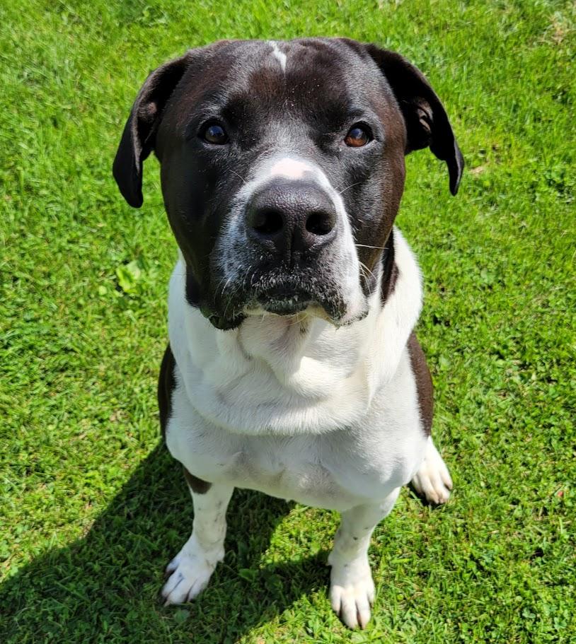 Enlarge Beast, a Adoptable mixed breed in Lisbon, OH image 5/6